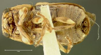 Media type: image; Entomology 8766   Aspect: habitus ventral view